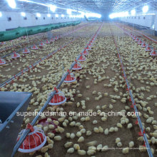 Équipement automatique de volaille pour la ferme de poulet